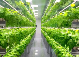 Agriculture grows upwards: vacuum and vertical farming
